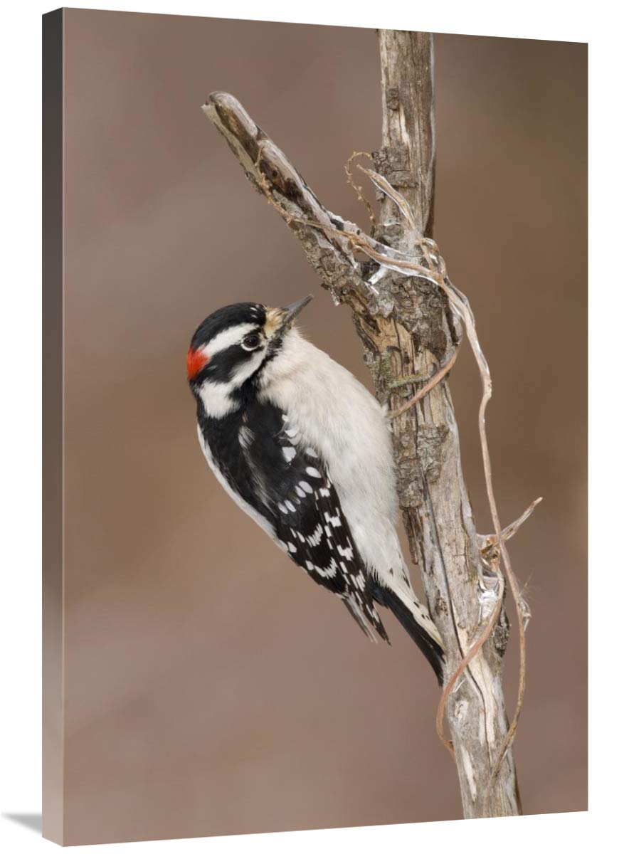 Downy Woodpecker Male Art Print 24x36 Inch - Kensington Metropark Wildlife Photography by Steve Gettle - Perfect for Home Decor, Office Wall Art & Nature Lover Gifts