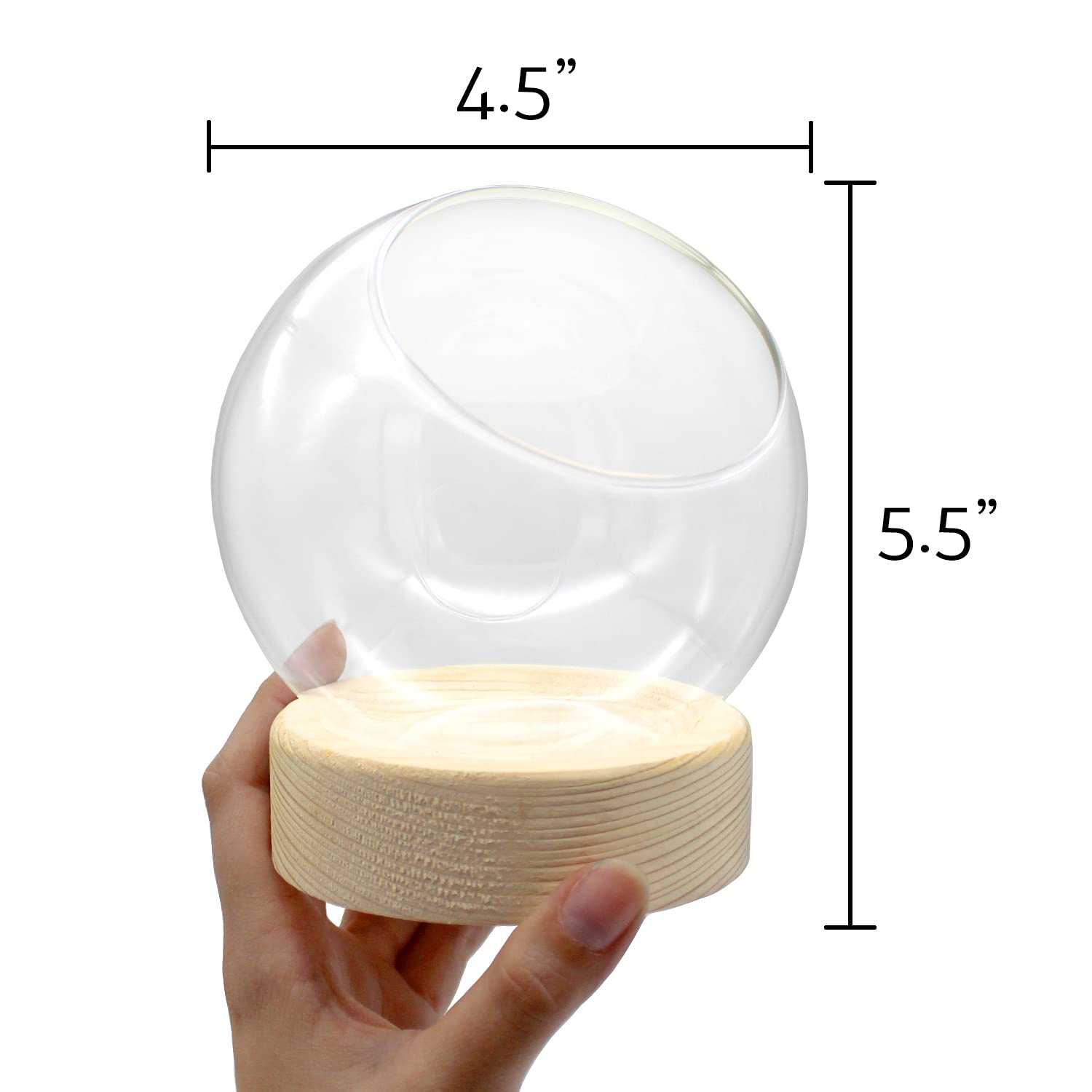 Premium Glass Dome Terrarium with Wood Base - Ideal for Air Plants, Succulents, Mini Gardens & Home Decor - Small Glass Display Case for DIY Crafts, Wedding Centerpieces & Office Desk Decor