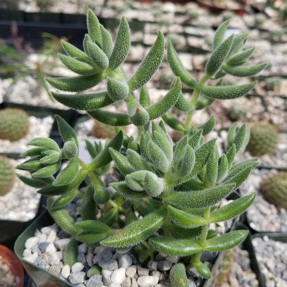 Crassula Mesembryanthemoides Hispida Succulent Plants - Live Succulents (2 Pack) in 3.5 Inch Pots for Home Decor, Office Desk, or Garden Planting - Easy Care Indoor Outdoor Plants