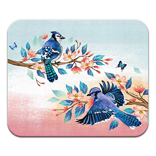 Blue Jay Birds