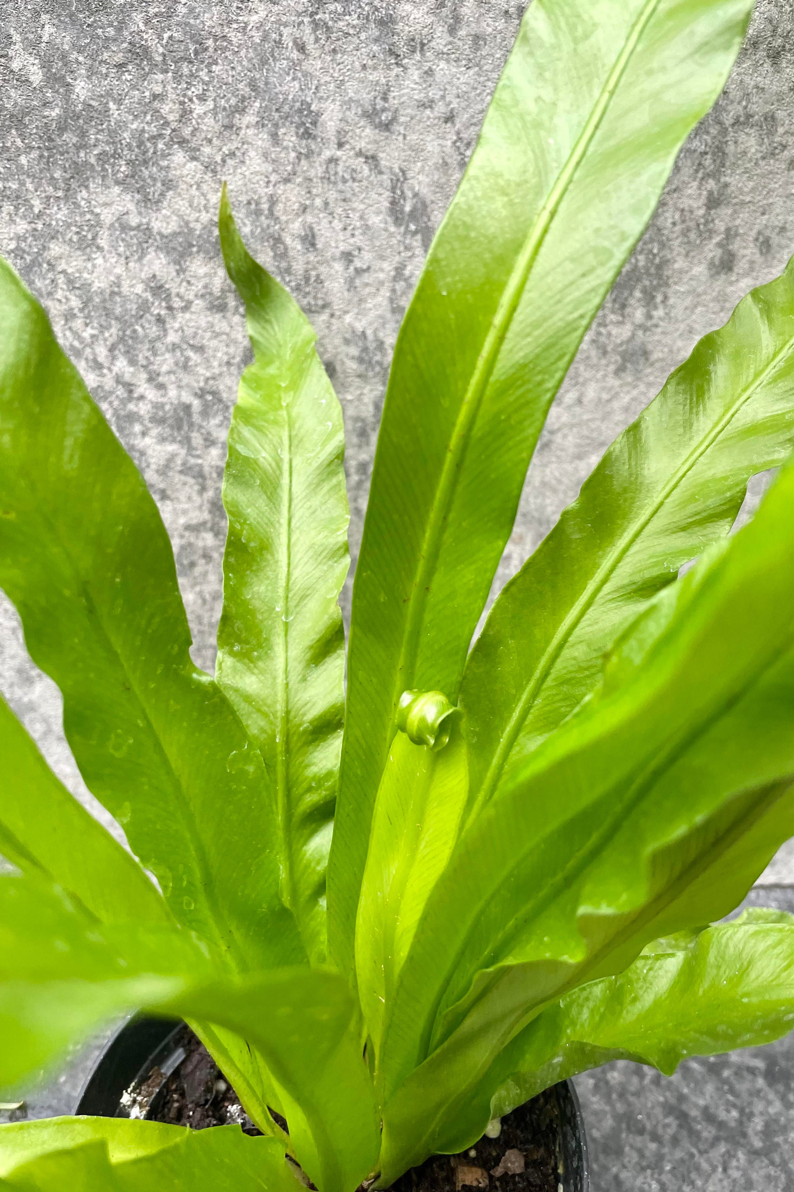 Asplenium Nidus 'Japanese' Bird's Nest Fern - 4 Inch Live Indoor House Plant for Home, Office Decor | Perfect for Low Light Spaces, Bathrooms & Air Purification