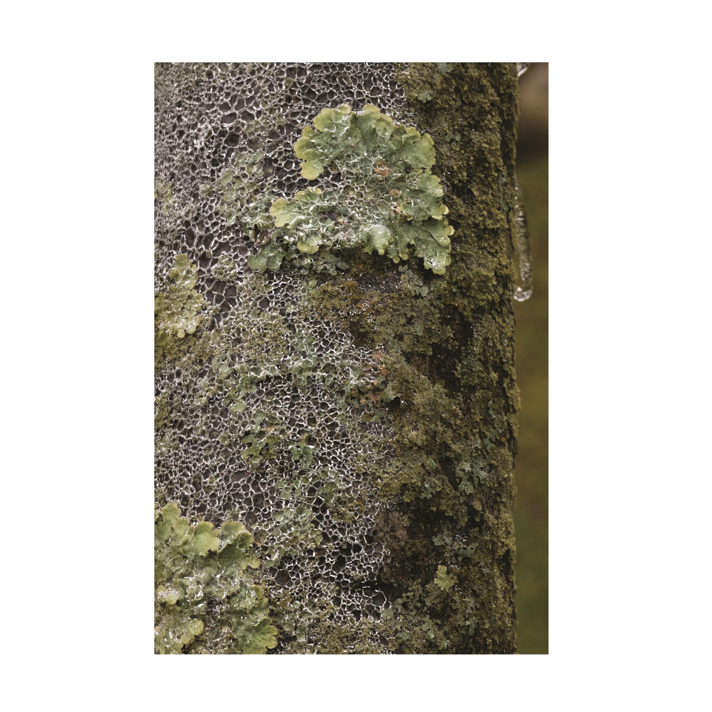 Kurt Shaffer 'Lichen In Ice' Photographic Canvas Art Print - Nature Photography Wall Decor for Living Room, Bedroom & Office