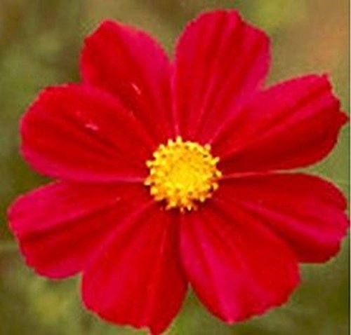 Cosmos 'Dazzler' Flower Seeds - 50 Count, Large Bright Crimson-Red Blooms with Vibrant Yellow Centers | Perfect for Garden Borders, Cut Flower Arrangements & Pollinator Gardens