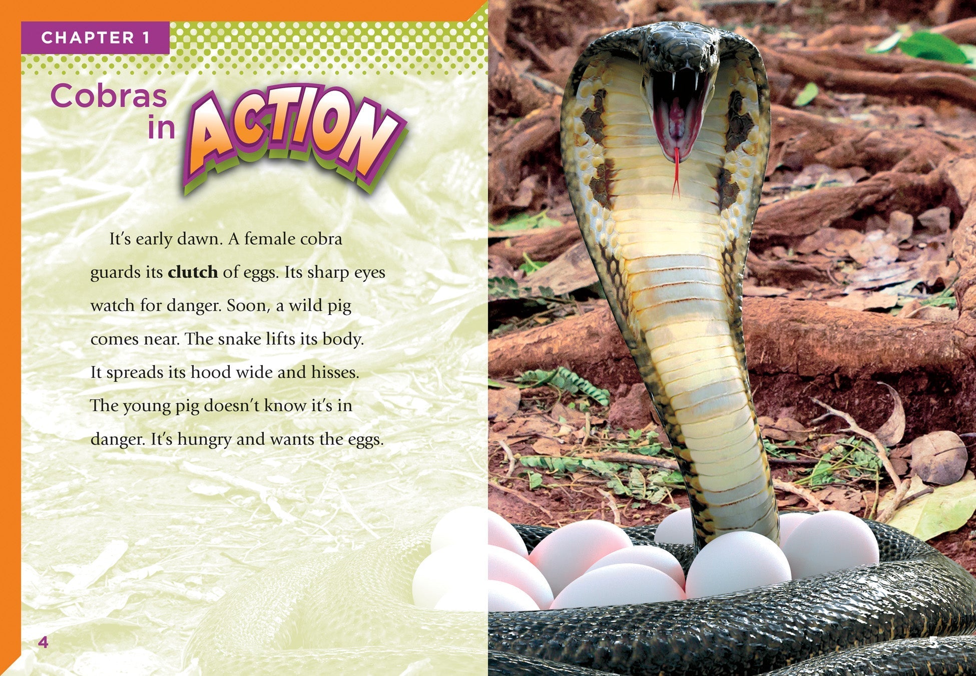 Cobras Book - ISBN 9781623102722 | Reptile Guide for Kids & Adults | Perfect for School Projects & Animal Lovers