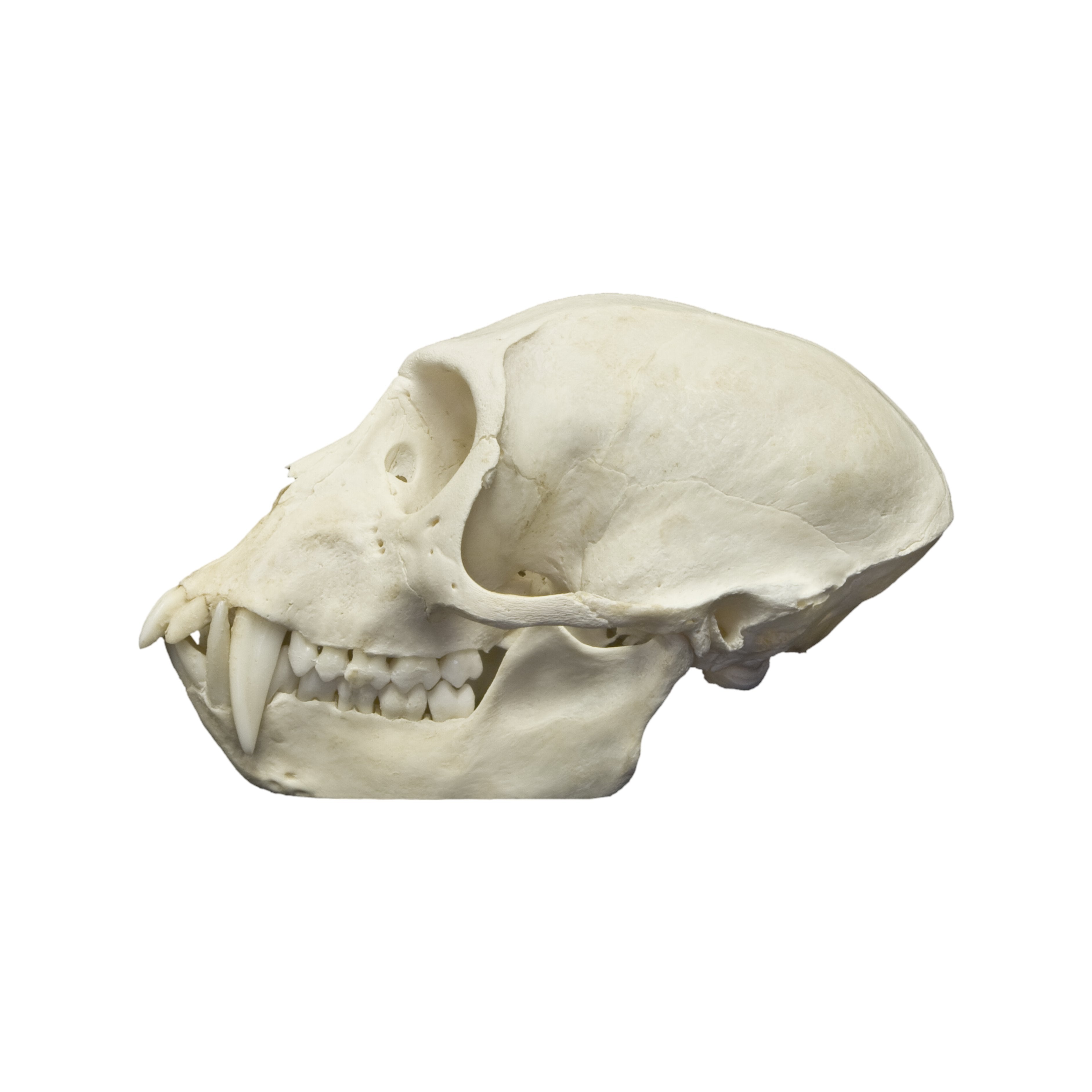 Authentic Vervet Monkey Skull - Male Specimen for Collectors, Taxidermy & Scientific Study | Perfect for Oddity Cabinets, Gothic Decor & Biology Classrooms