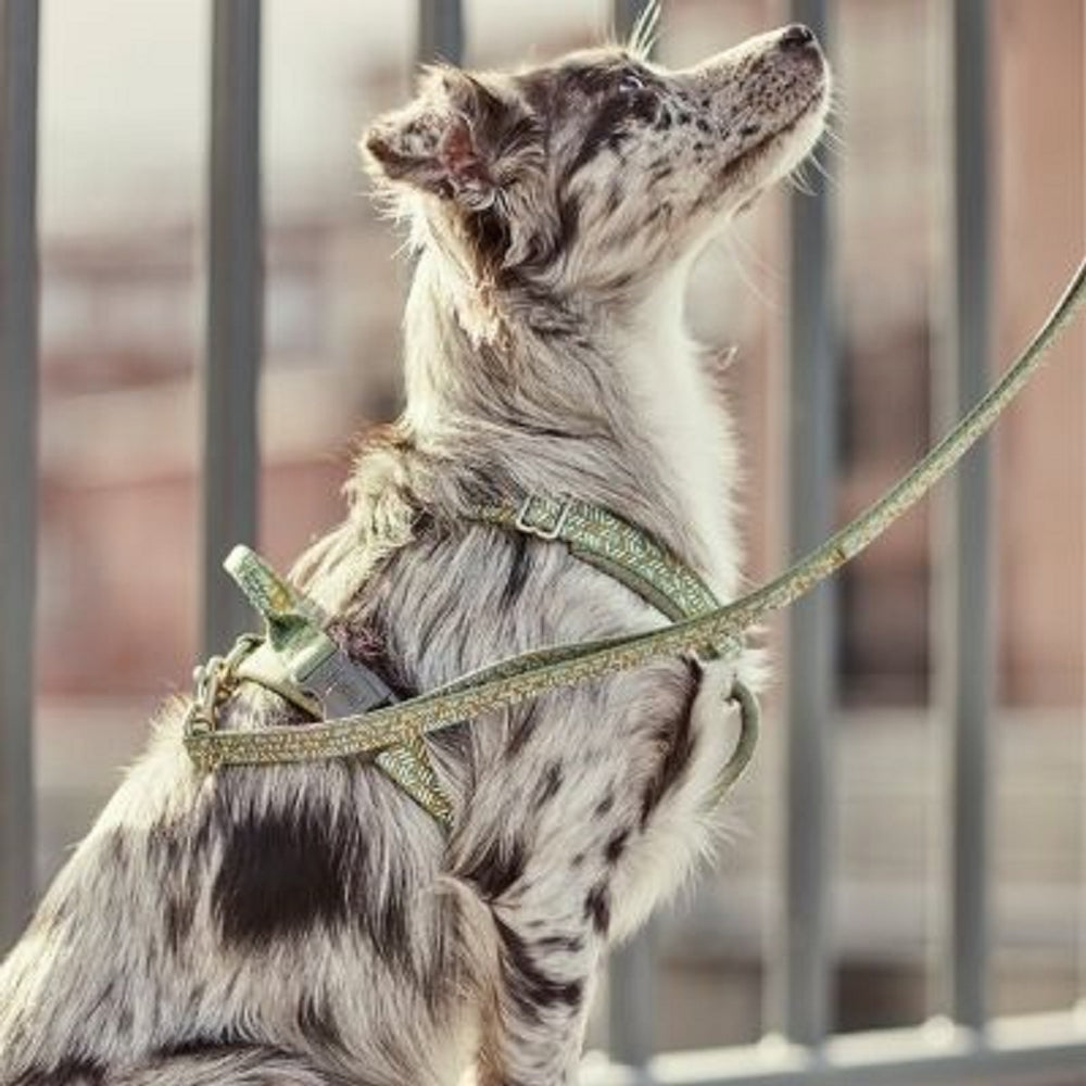 Raxxle Dazzle Dog Standard Leash - Durable Nylon Pet Leash for Small Medium Large Dogs - Perfect for Walking, Training & Outdoor Adventures