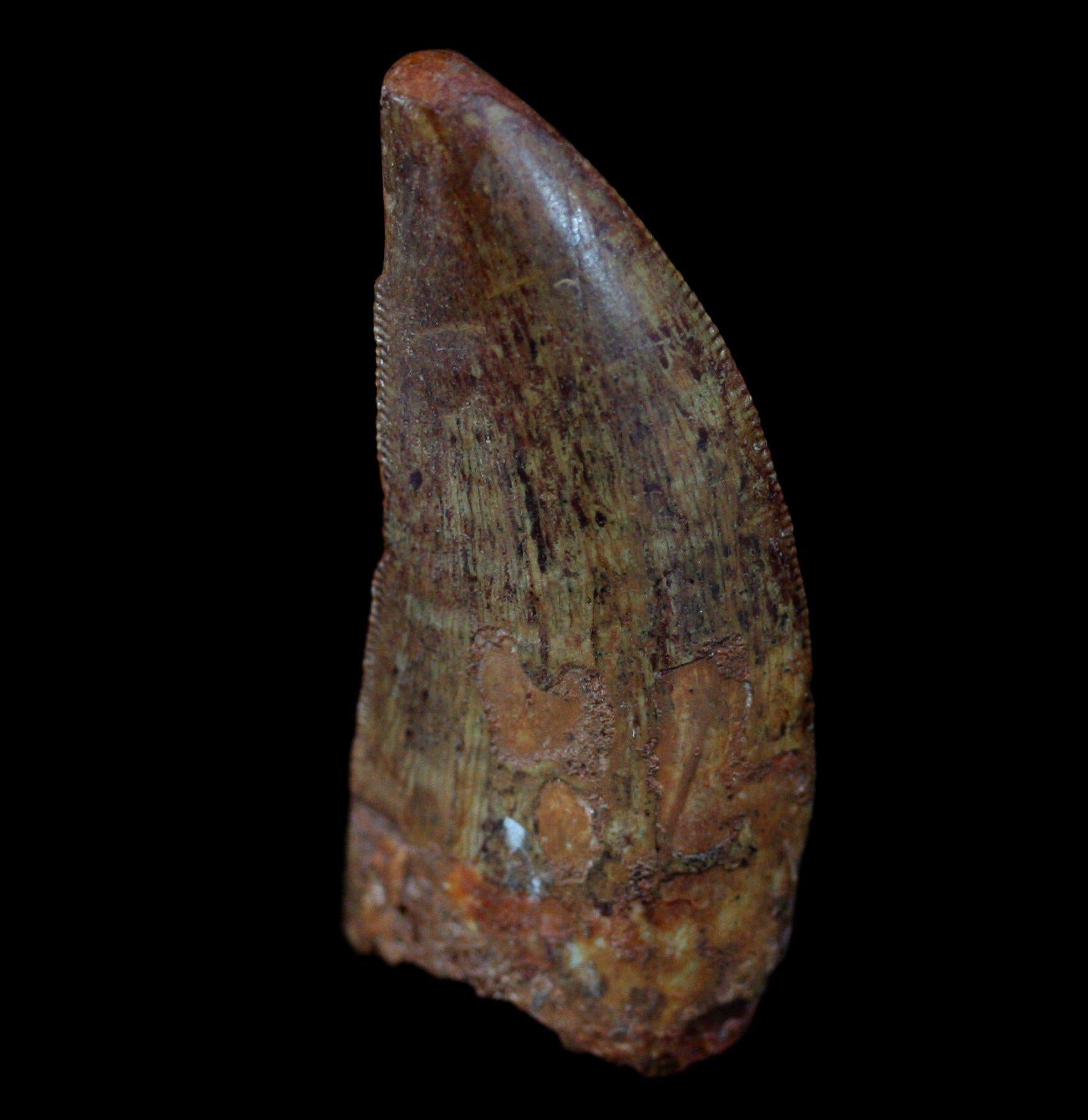 Authentic Carcharodontosaurus Dinosaur Tooth Fossil - Rare Prehistoric Collectible for Paleontology Enthusiasts & Home Decor Display