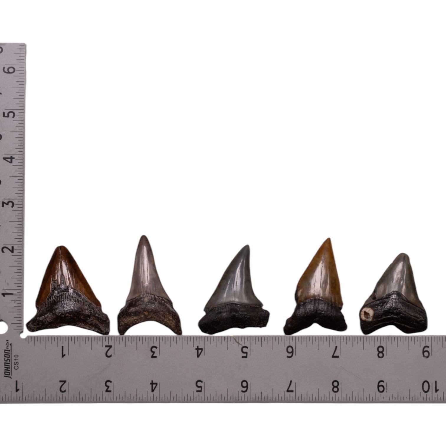 Authentic Megalodon Shark Tooth Fossil - Extra Small Size for Collectors & Jewelry Making | Perfect for Display, Gifts & Paleontology Enthusiasts