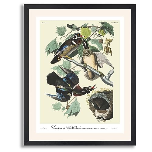 Summer or Wood Duck
