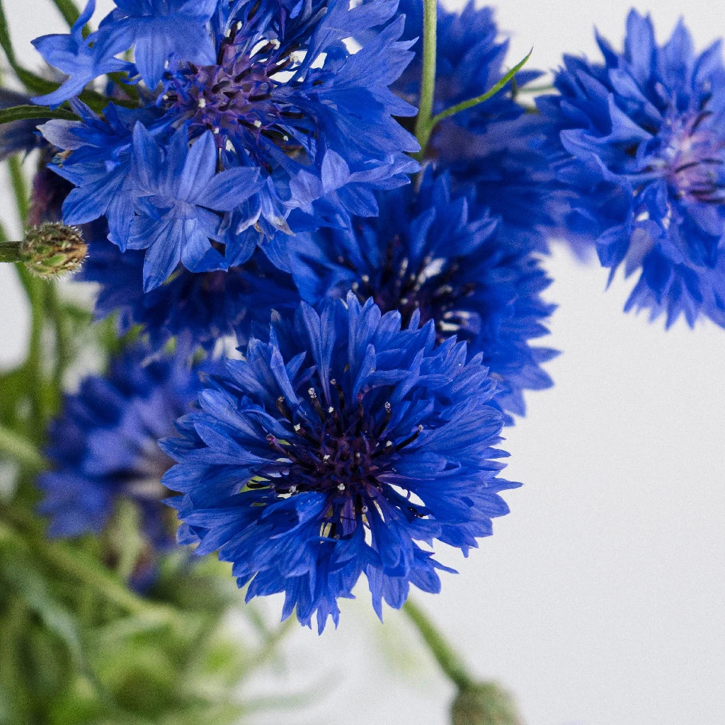Blue Cornflower Seeds for Planting - Non-GMO, Heirloom Flowers for Garden, Bouquets & Landscaping | Perfect for Home Gardens, Wedding Decor & DIY Floral Arrangements