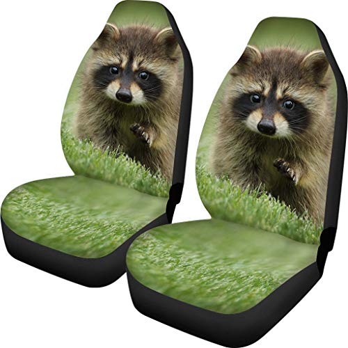 Racoon Pattern-4