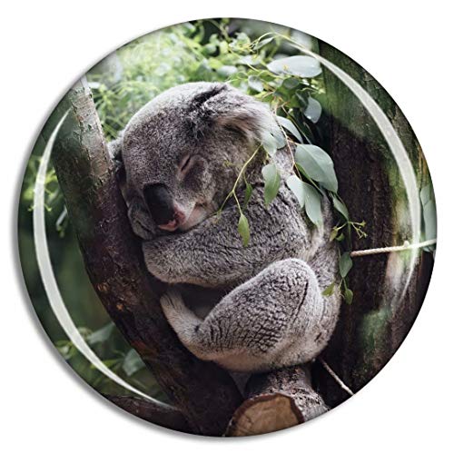 Mammals Koala