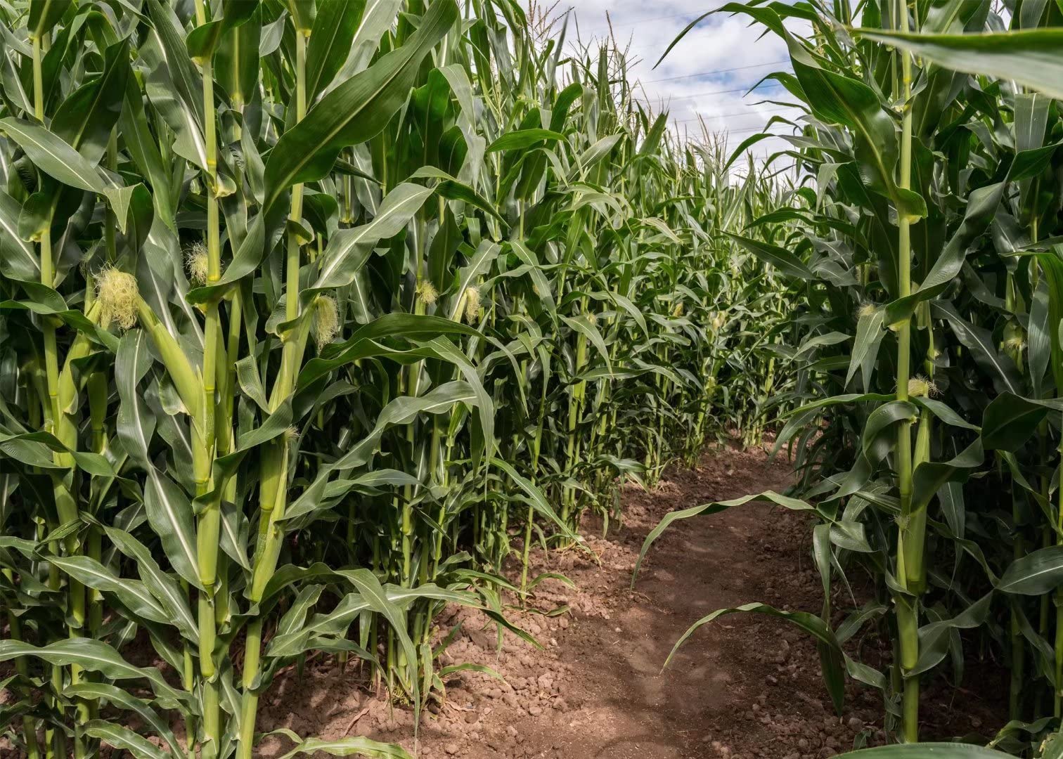 BELECO 5x3ft Green Cornfield Photography Backdrop - Farmland Scenery Fabric for Rural Corn Maze, Barnyard Party Decor & Countryside Theme - Perfect for Photo Shoots, Themed Parties, and Agricultural Events