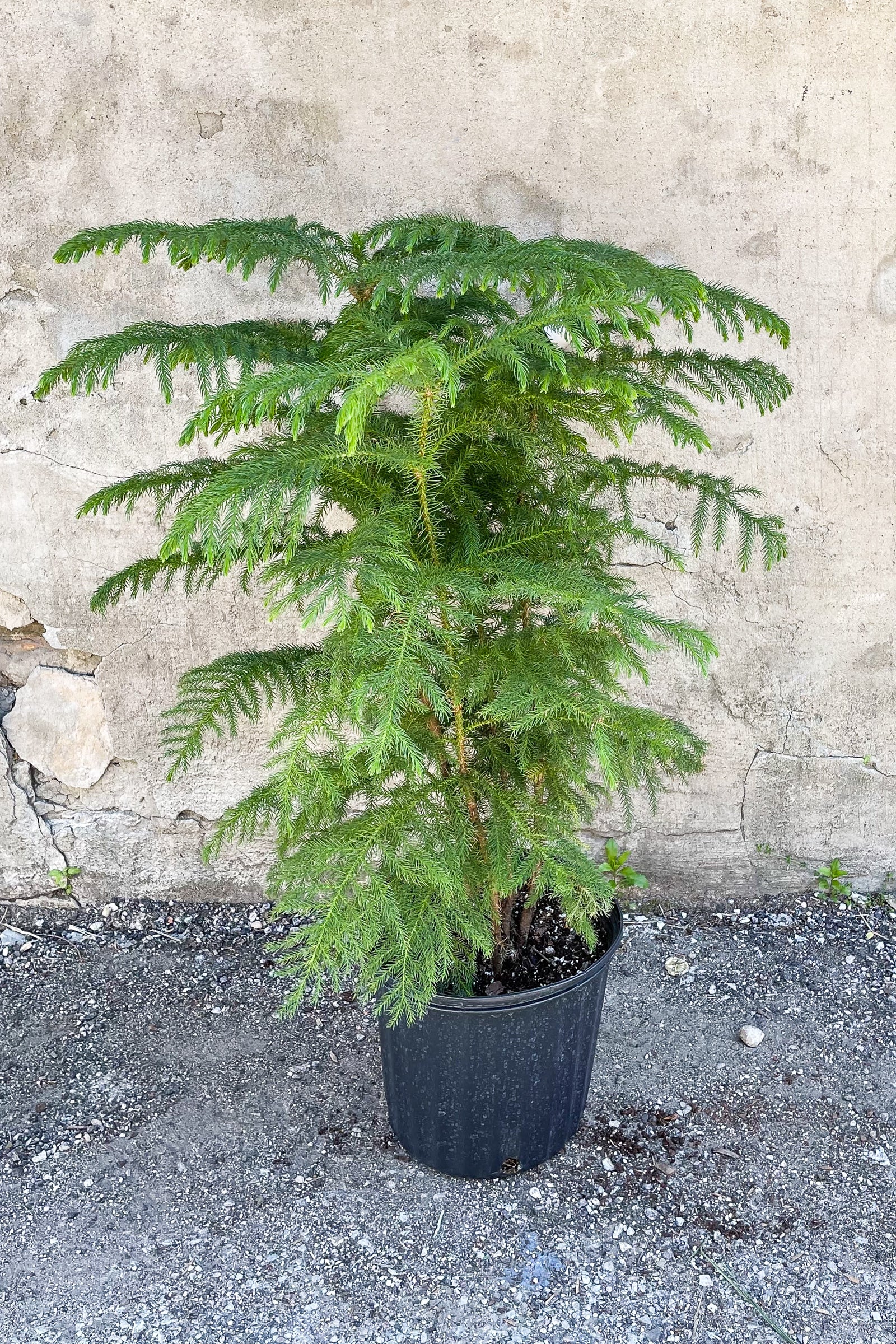 Norfolk Island Pine (Araucaria heterophylla) - 10