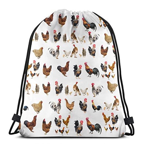 16 Chicken Hen Rooster on the Farm