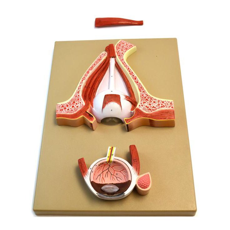 Human Eye Anatomy Model - 3D Educational Demonstration Tool for Biology Classrooms & Medical Students | Perfect for Science Labs, Teaching Aids & Visual Learning
