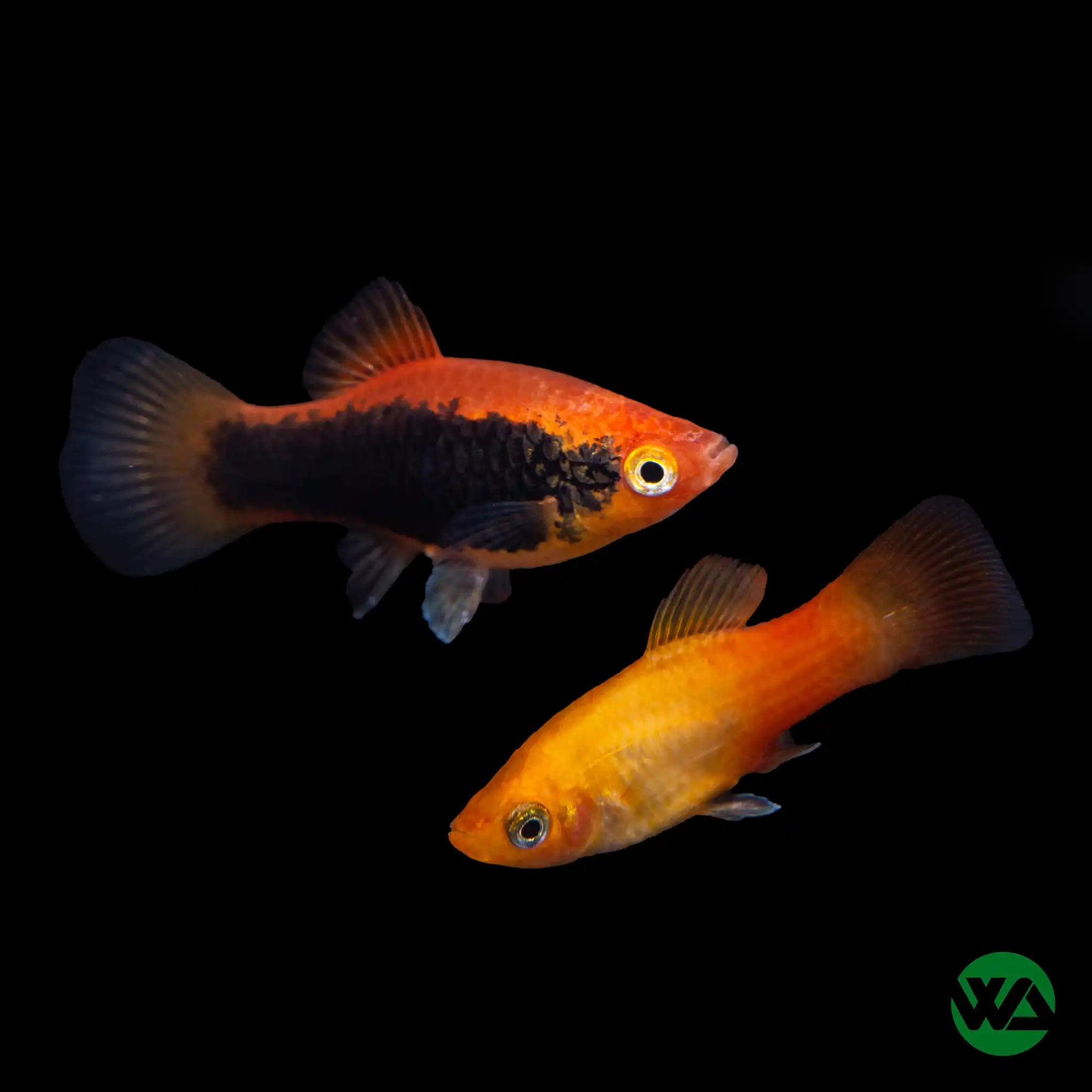 Colorful Assorted Platies Fish - Xiphophorus spp. - Perfect for Freshwater Aquariums & Community Tanks