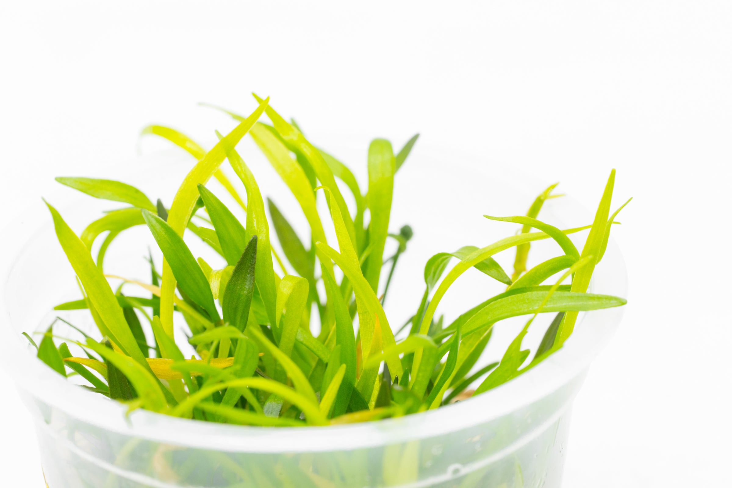 Helanthium Vesuvius Aquatic Plant for Freshwater Aquariums - Perfect for Aquascaping, Fish Tanks & Planted Aquariums
