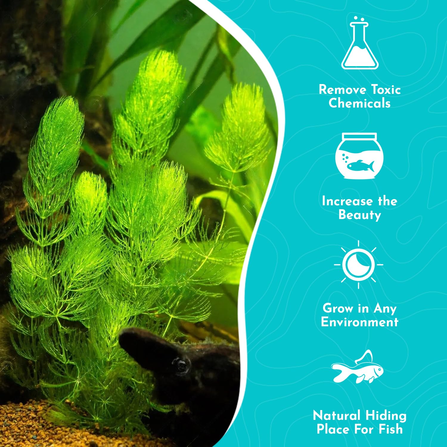 6 Hornwort Coontail Live Aquarium Plants - Fast Growing Easy Care Aquatic Plants for Fish Tanks - Creates Natural Habitat & Beautiful Underwater Scenery - Perfect for Freshwater Aquariums, Shrimp Tanks & Aquatic Decor