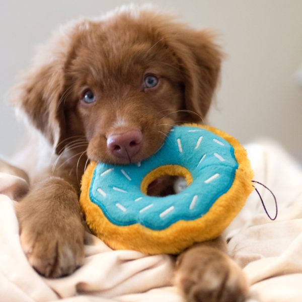 Zippy Donutz Blueberry Scented Plush Dog Toy with Squeaker - Soft & Chewable Puppy Teething Toy for Small & Medium Dogs - Interactive Play & Cuddle Companion
