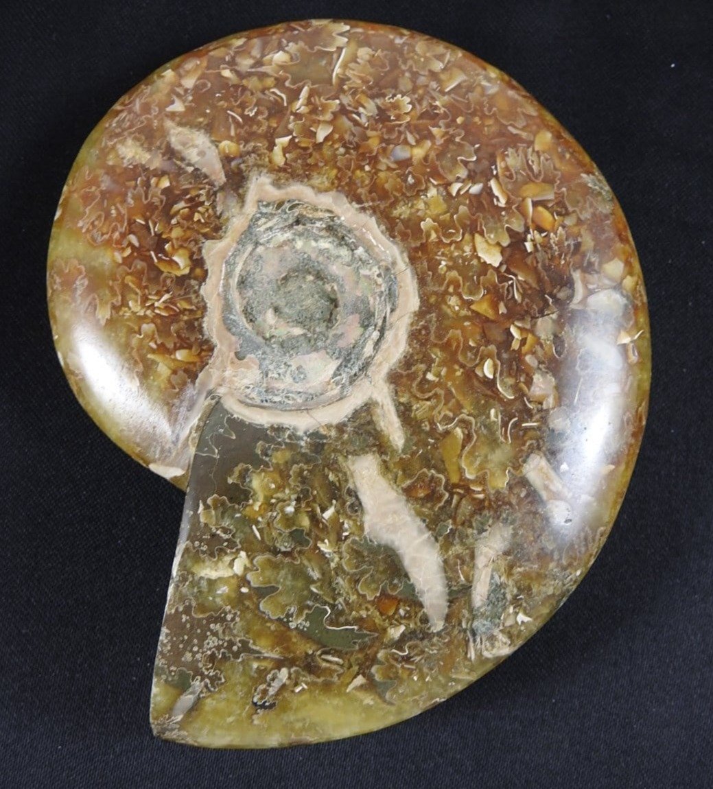 Authentic Ammonite Fossil - Natural Prehistoric Ammonite Specimen for Collectors, Home Decor & Gifts | Perfect for Geology Enthusiasts, Fossil Displays & Unique Interior Design