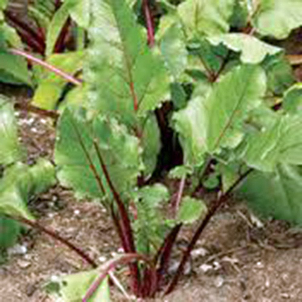 Early Wonder Heirloom Non-GMO Beets Seeds (100 Count) - Tender & Sweet Beet Variety for Home Gardening, Canning, and Fresh Salads