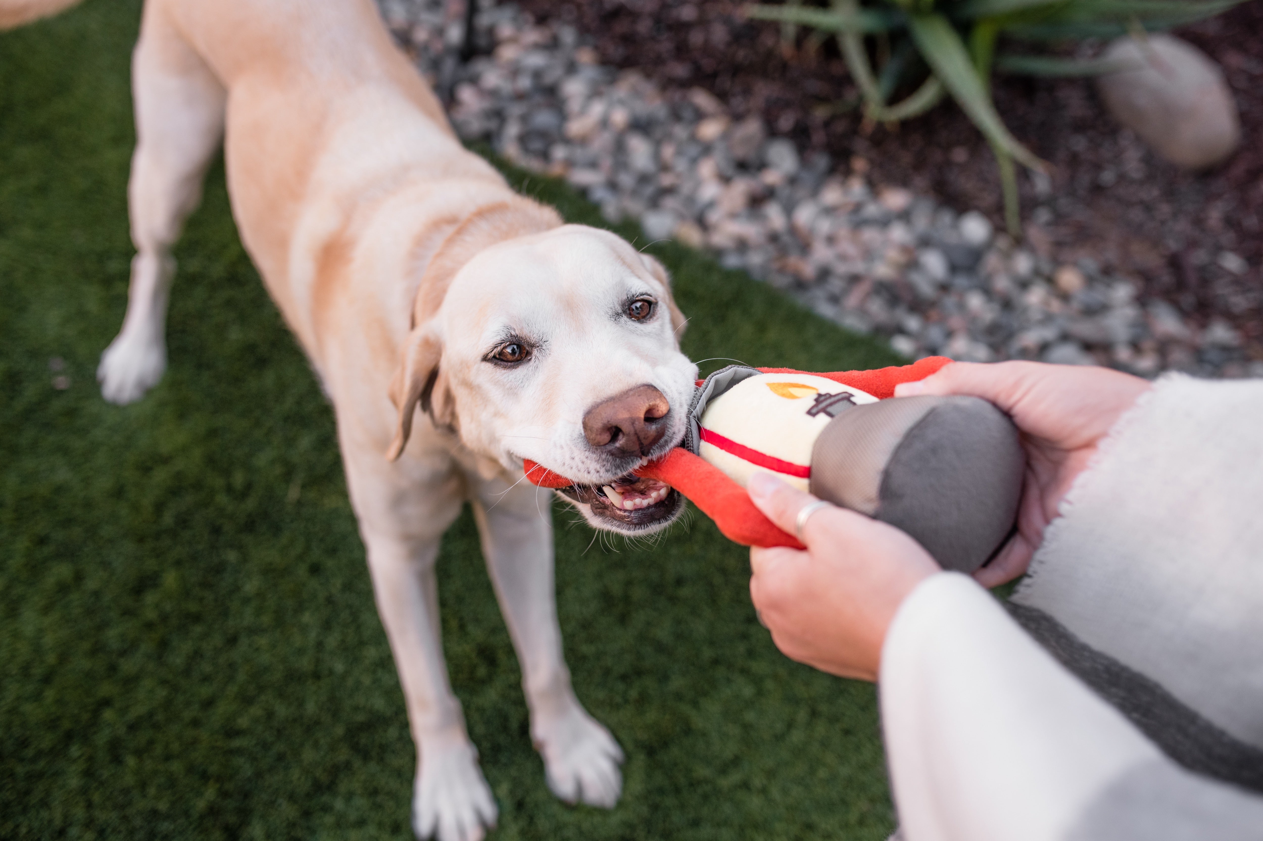 Camp Corbin™ Dog Plush Toy with Flashlight - Interactive Chew Toy for Small & Large Dogs - Perfect for Playtime, Training & Outdoor Adventures
