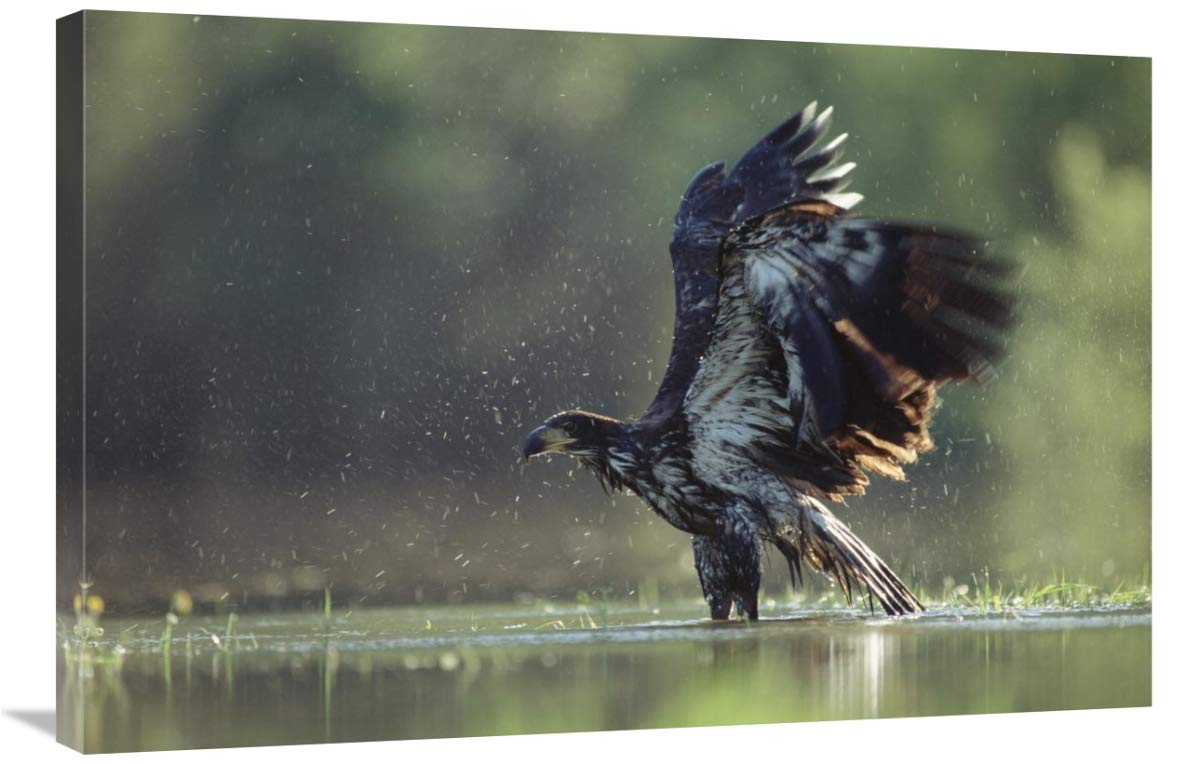 North America Bald Eagle Juvenile Bathing in River Canvas Wall Art Print - 36x24 Inches Wildlife Home Decor for Living Room, Office & Bedroom