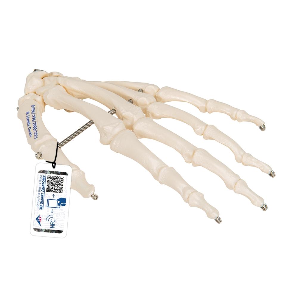 Hand Skeleton Wire Mounted - Anatomical Hand Model for Medical Education & Halloween Decor - Perfect for Classroom, Doctor Office, and Spooky Home Decor