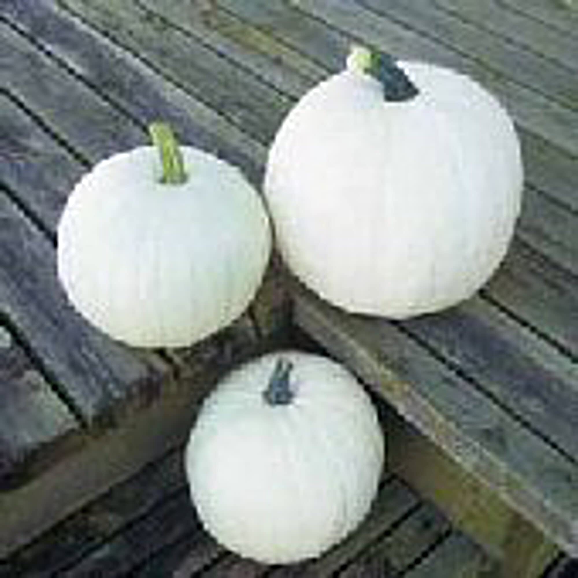 Organic Cotton Candy Pumpkin Seeds (20+ Seeds) | Non-GMO, Heirloom Vegetable & Fruit Seeds for Planting | Home Garden, Greenhouse, Backyard Farming | Perfect for Fall Decorations, Halloween, and Pumpkin Patches