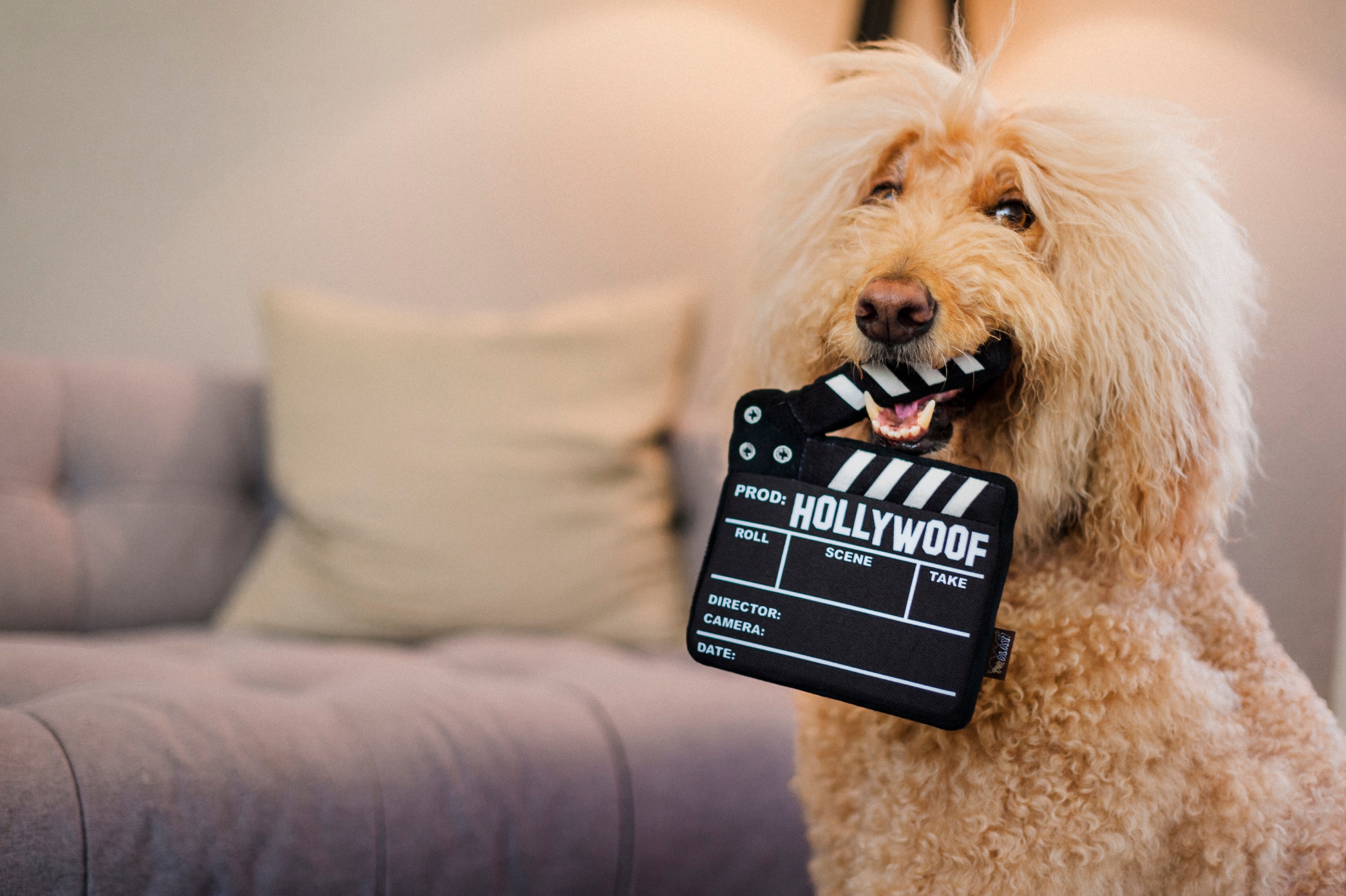Hollywoof™ Plush Dog Toy - Interactive Puzzle Board for Dogs | Pet P.L.A.Y. | Perfect for Training, Boredom Relief & Mental Stimulation