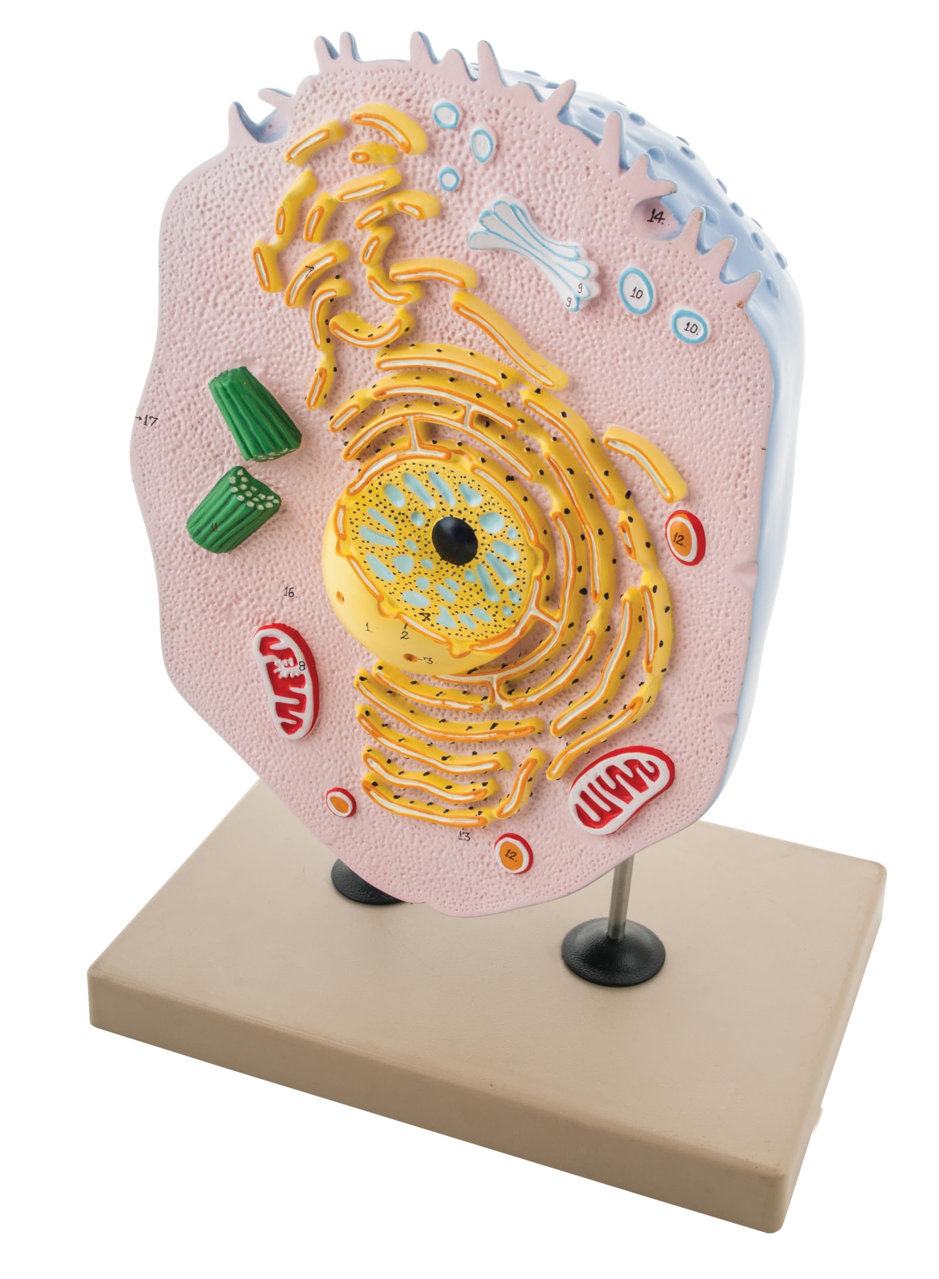 Eisco Labs Hand-Painted Animal Cell Model - Detailed Biology Science Classroom Teaching Aid for Students & Teachers | Perfect for School Labs, Homeschooling & STEM Education