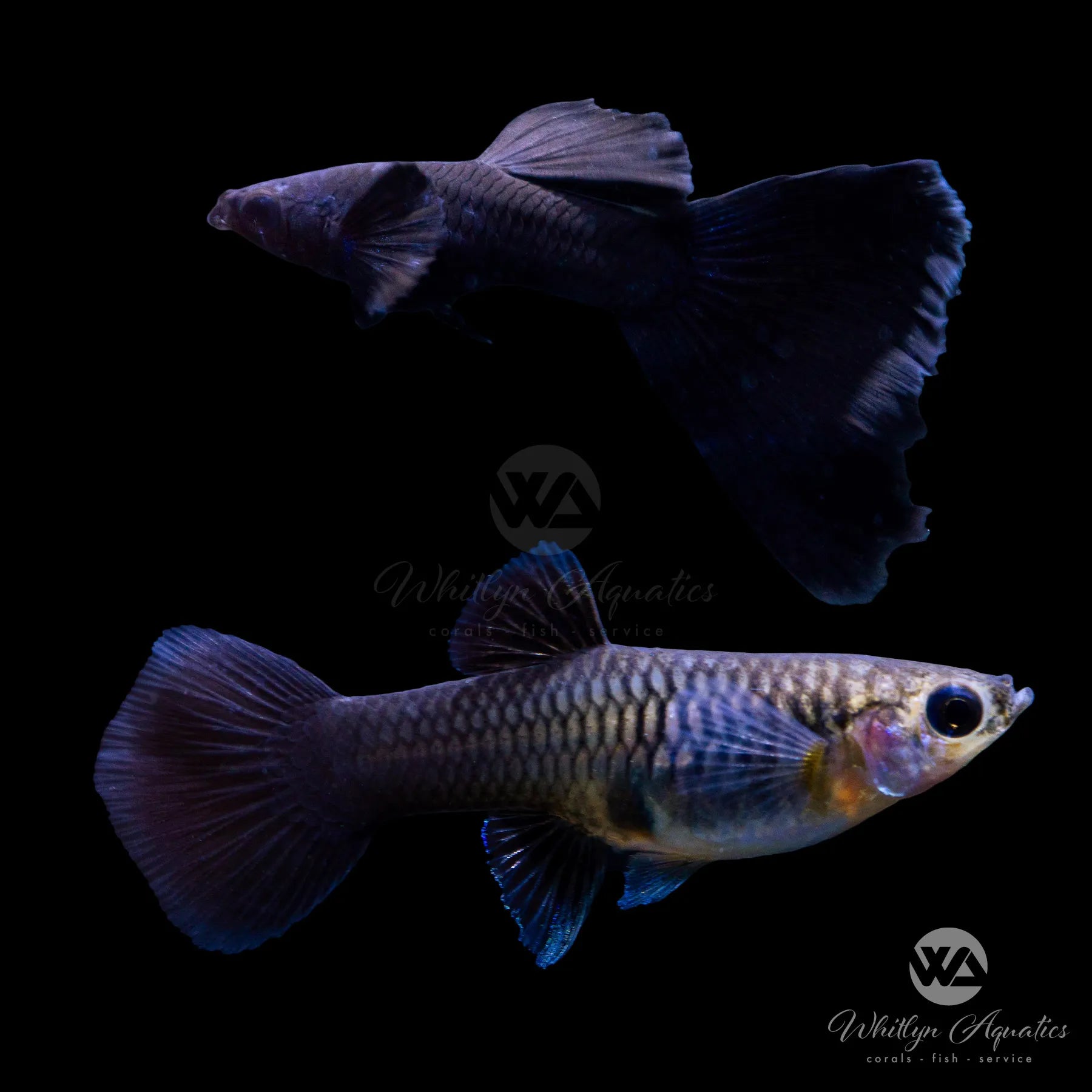 Premium Black Moscow Guppy Pair - Live Tropical Fish for Aquariums & Fish Tanks | Perfect for Home Aquascaping & Breeding Projects