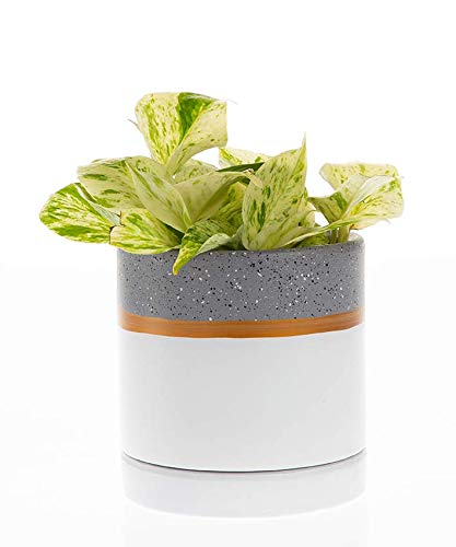 Chrissy Ceramic Plant Pot with Saucer - 5.5 Inch Modern Flower Pot for Indoor Plants, Succulents & Home Decor in Sand White & Gold (CR6360GR) | Perfect for Living Room, Office Desk or Gift Idea