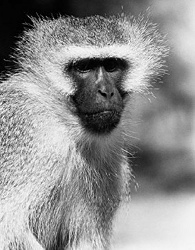 Vervet Monkey (Chlorocebus pygerythrus) Close-Up Wildlife Poster Print - 18x24 Inches - Perfect for Home Decor, Office Wall Art & Nature Lovers