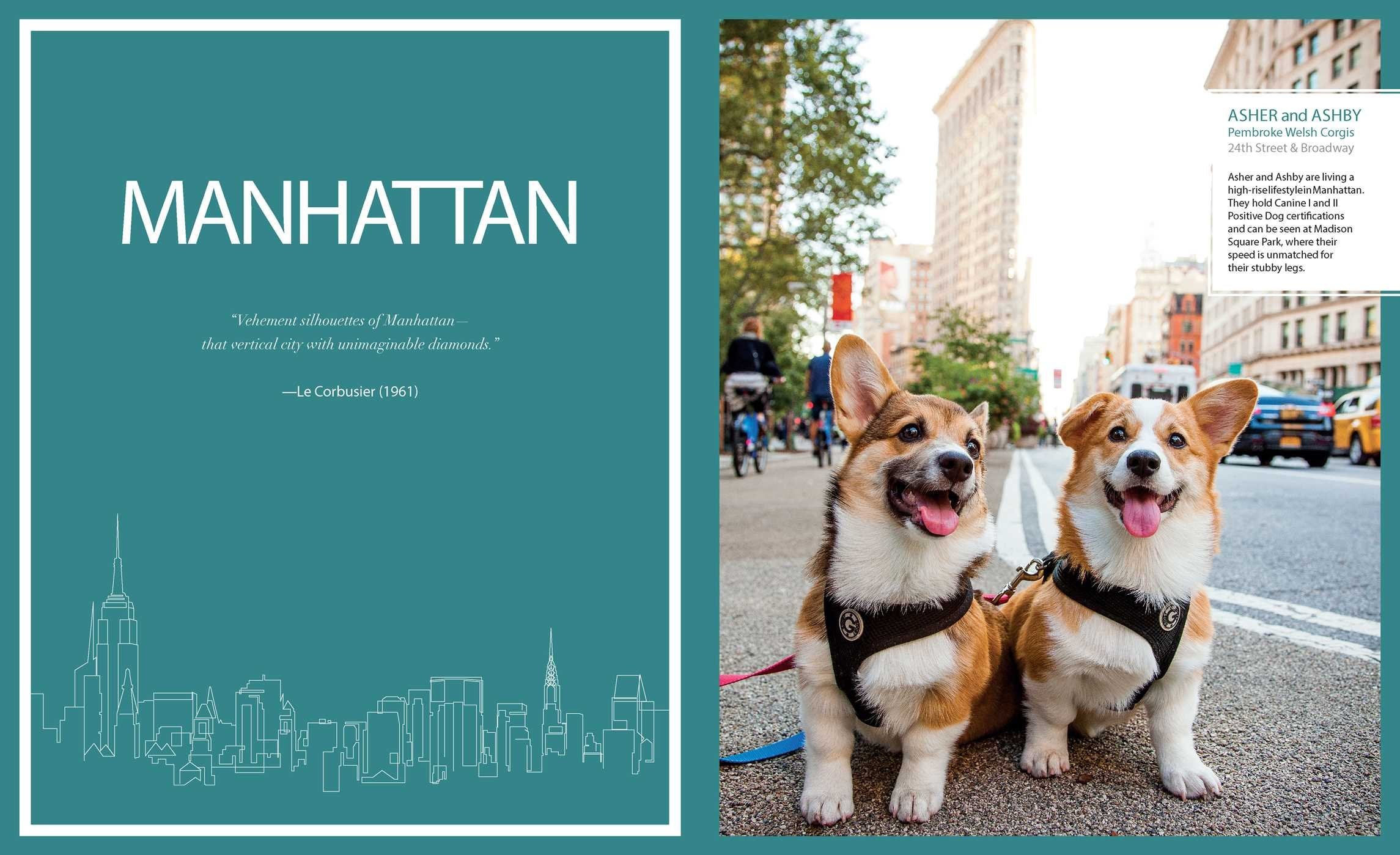Canines of New York - Premium Dog Accessories & Apparel for Urban Pet Lovers | Perfect for City Walks, Dog Parks & Stylish Pet Owners