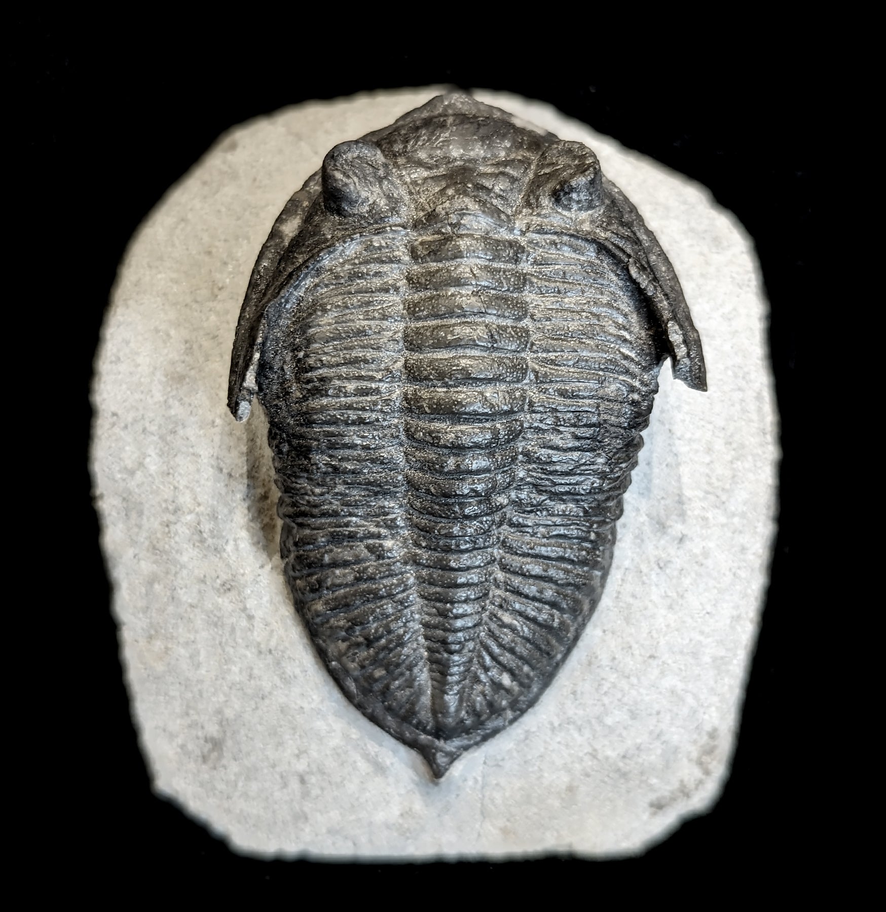 Authentic Fossilized Trilobite Odontochile in Natural Matrix - Rare Paleozoic Era Specimen for Collectors, Education & Home Decor