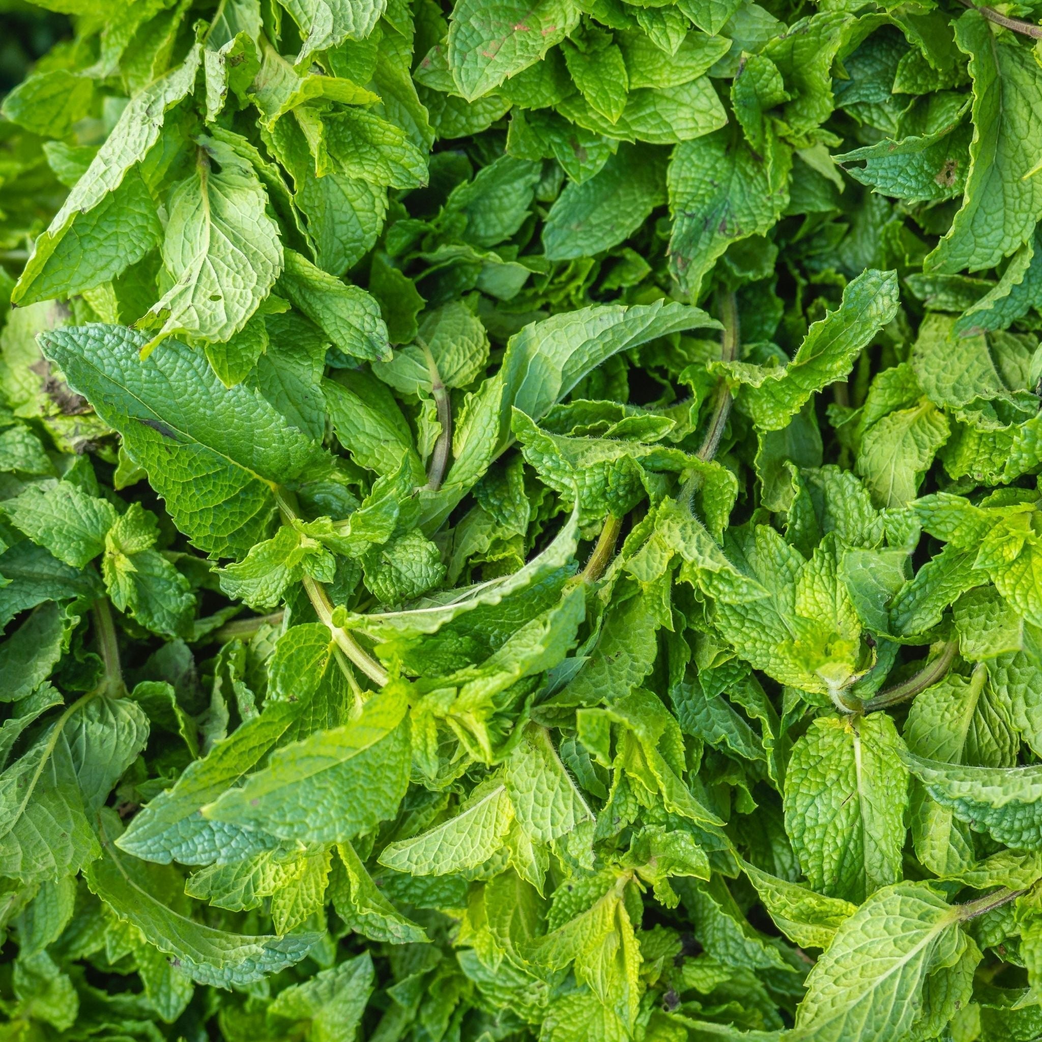 Pure Spearmint Essential Oil - 100% Natural, Therapeutic Grade for Aromatherapy, Relaxation & Skin Care - Perfect for Diffusers, Massage & DIY Beauty Products