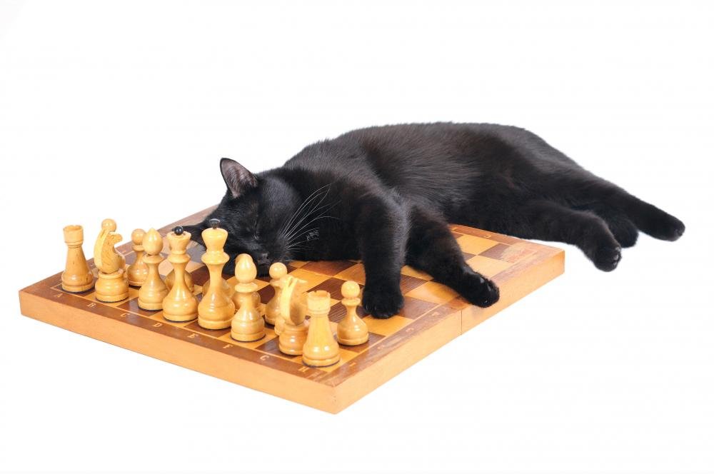 Black Cat Sleeping on Chess Board Peel and Stick Wall Decal - 72