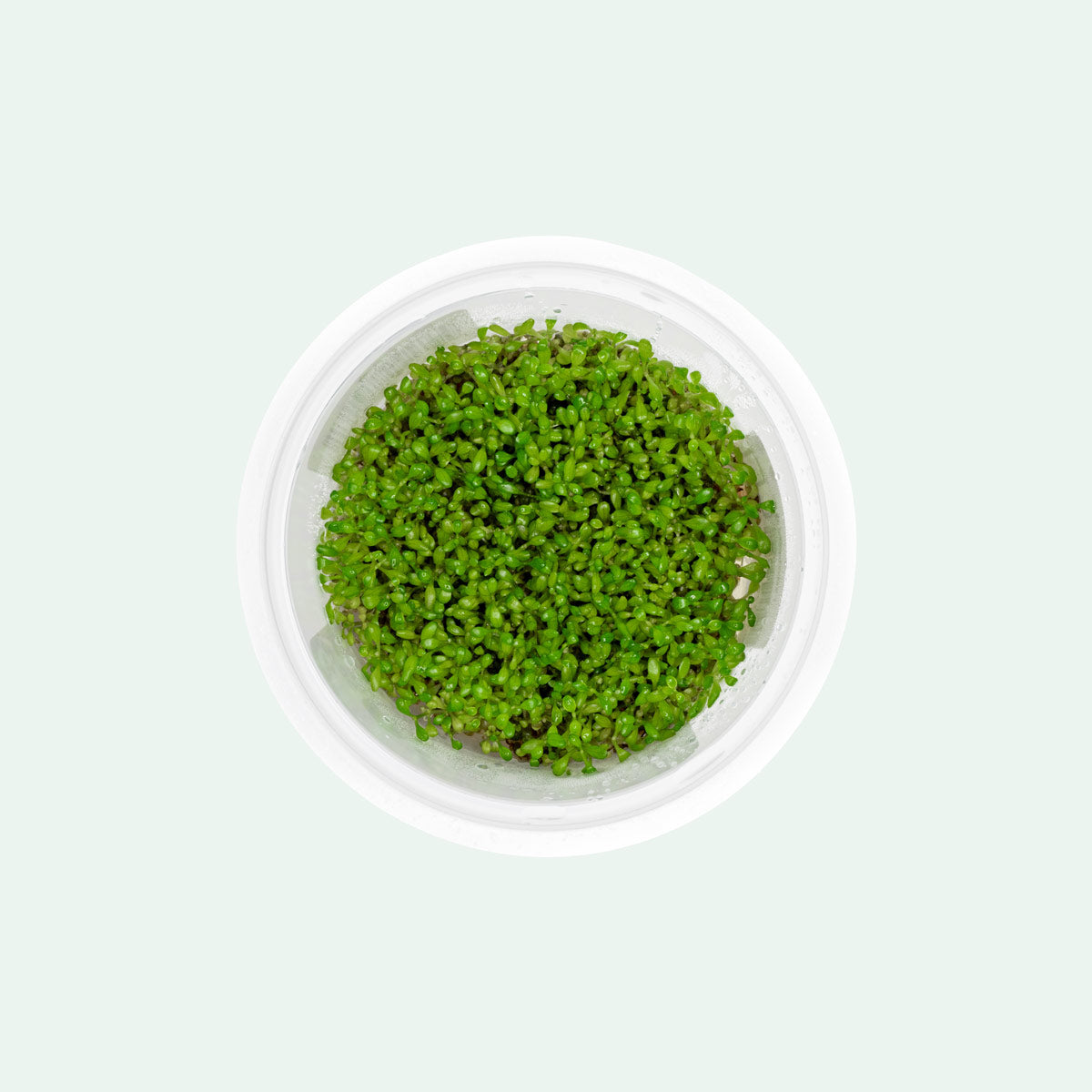 Elatine Hydropiper Aquatic Plant Tissue Culture - Live Aquarium Carpet Plant for Freshwater Fish Tanks, Shrimp Tanks & Aquascaping