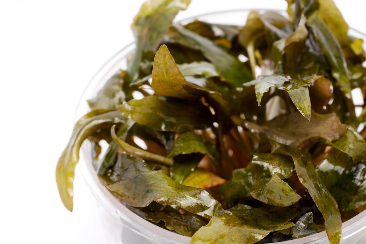 Cryptocoryne Tropica Aquarium Plants - Live Aquatic Plants for Fish Tanks, Freshwater Aquascaping & Low Light Aquariums
