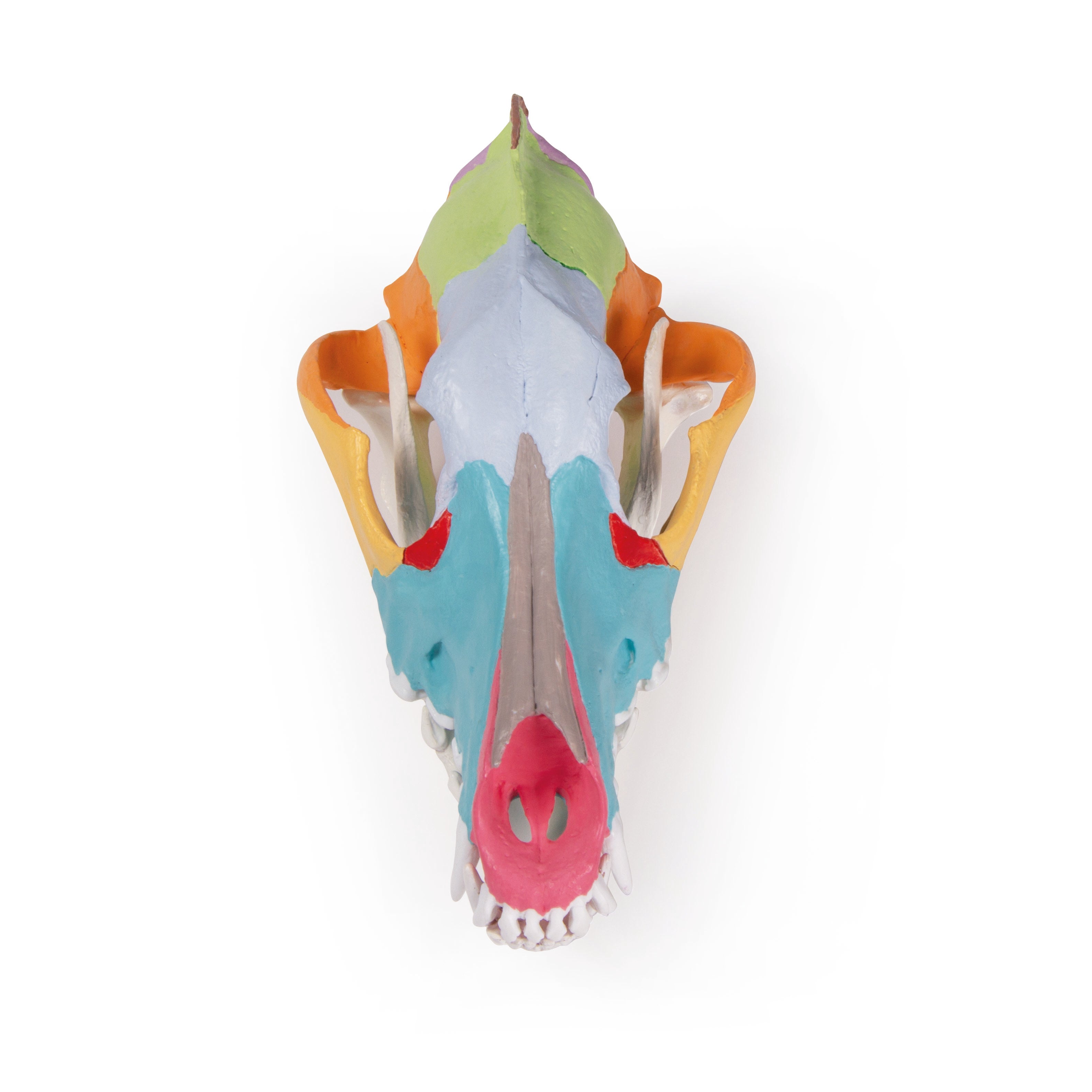 Authentic Replica Dog Skull with Detailed Didactic Painting - Perfect for Veterinary Education, Halloween Decor, and Gothic Home Décor