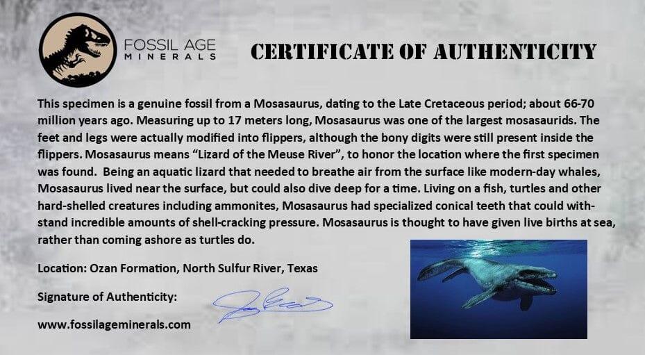 2 Authentic Mosasaur Fossil Rib Section - Cretaceous Dinosaur Era Fossil from Texas Ozan Formation with COA | Rare Prehistoric Marine Reptile Specimen for Fossil Collectors, Museum Displays & Educational Purposes