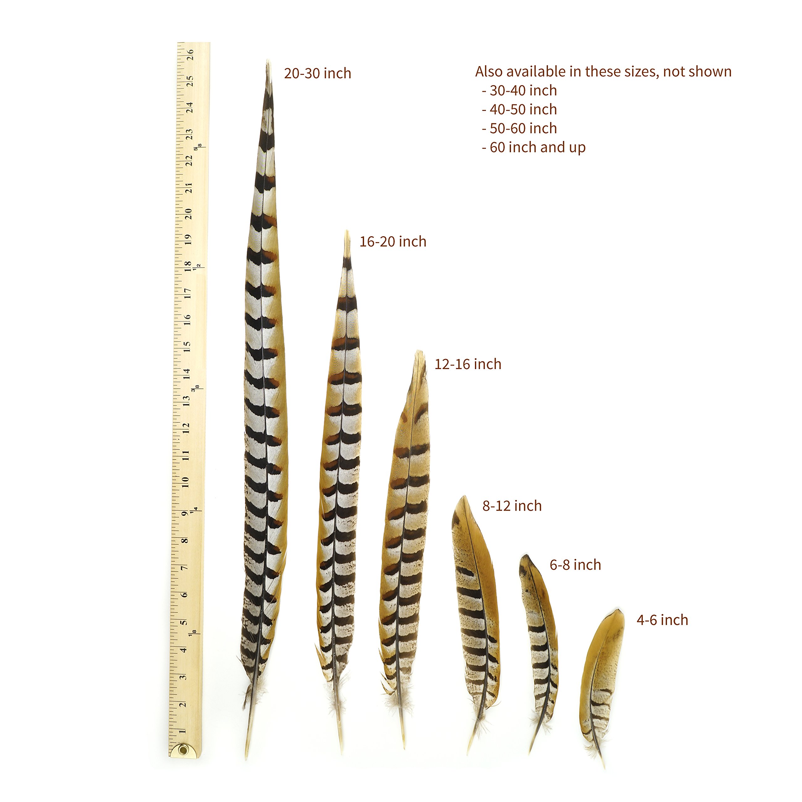 Natural Golden Brown Pheasant Tail Feathers 12pcs - 20-30
