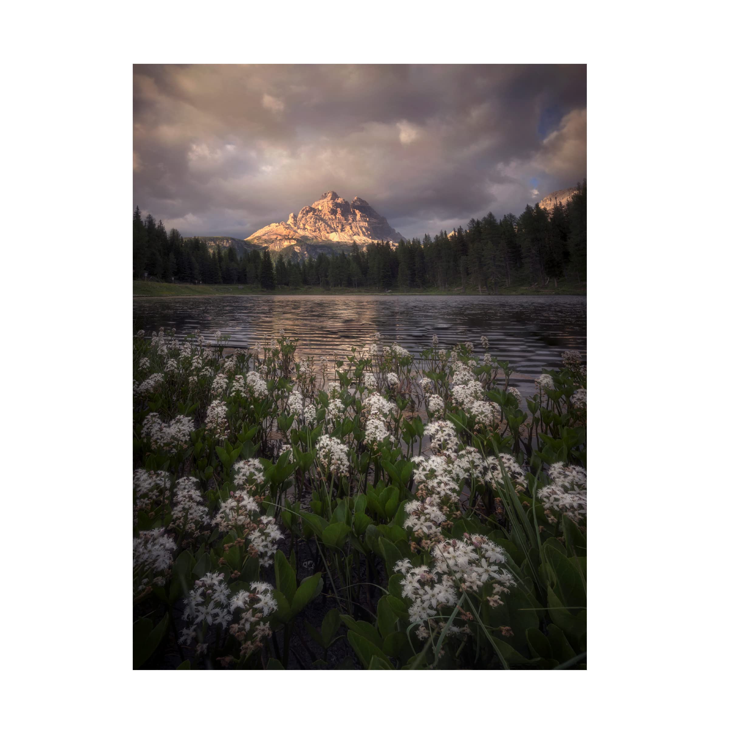 Ricardo Gayan 'Flowering' Canvas Wall Art Print - Modern Botanical Home Decor for Living Room, Bedroom & Office | Trademark Fine Art Collection