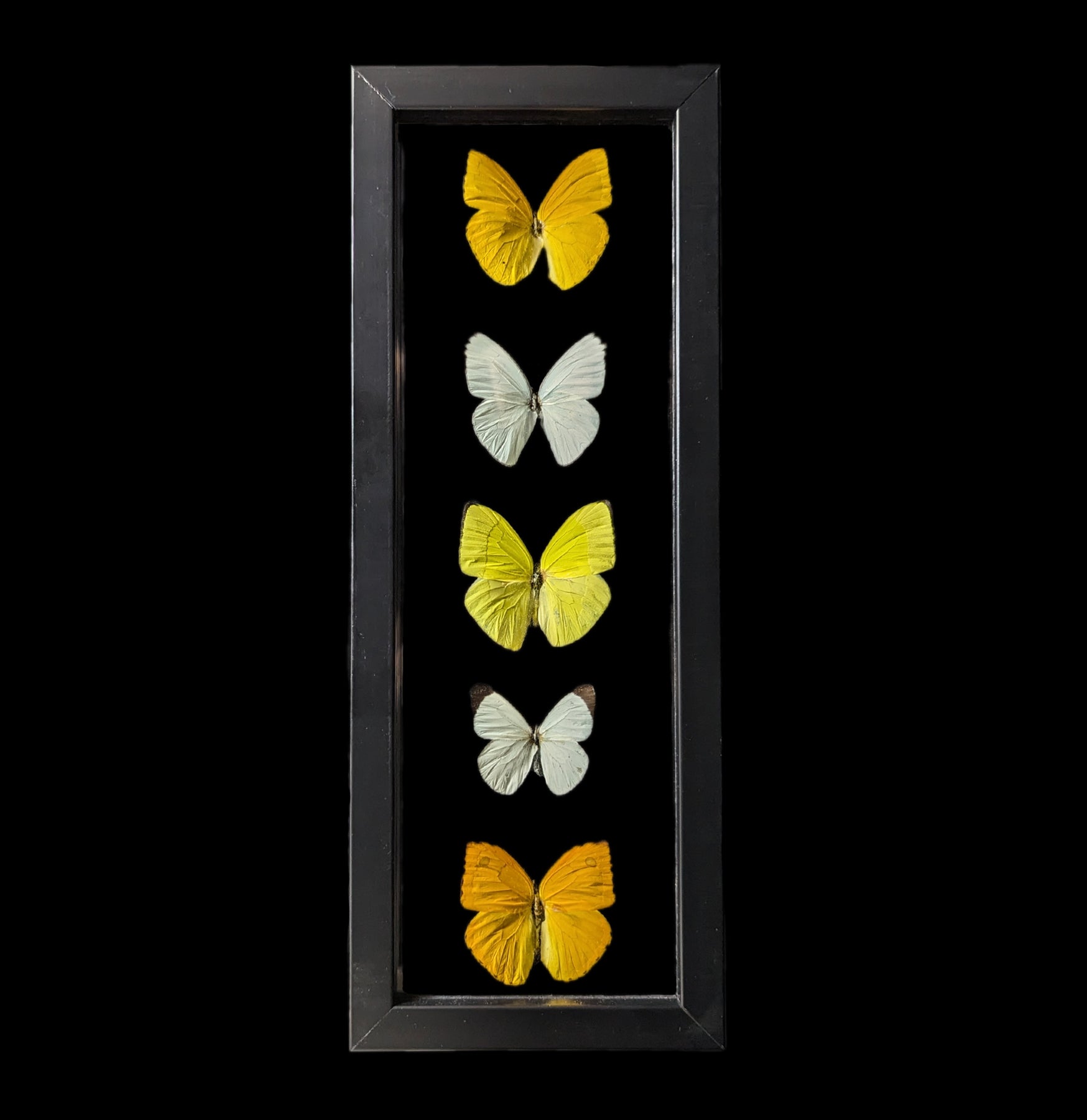 5-Piece Double Glass Framed Butterfly Collection - Realistic Mixed Species Display for Home Decor, Wall Art & Gift Ideas