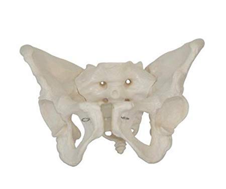 MG Scientific Human Female Pelvis Section Model - Detailed Anatomical Teaching Tool for Medical Students & Professionals | Perfect for Classroom, Lab & Clinical Training