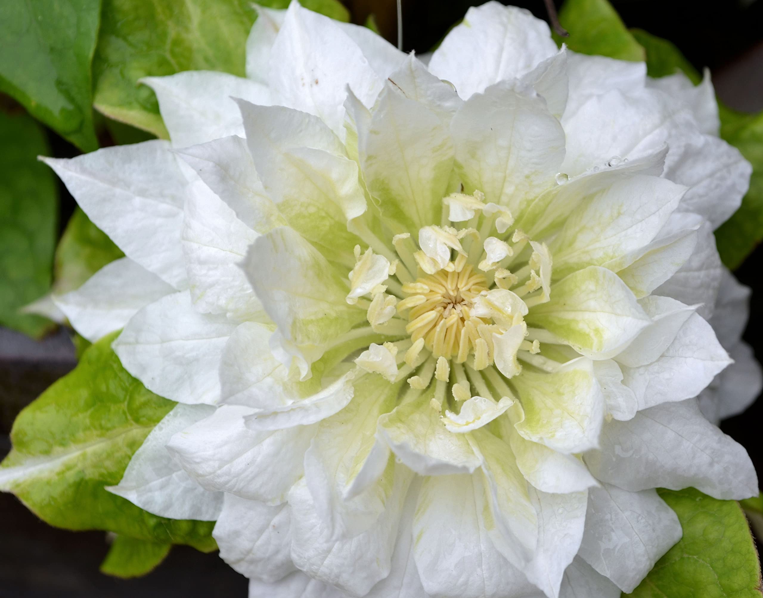 Clematis 'Duchess of Edinburgh' - 5 Live Starter Plants in 4 Inch Pots - White Blooming Flower Vine for Garden Trellis, Fence & Landscape Decoration - Perfect for Pergolas, Arbors and Vertical Gardens