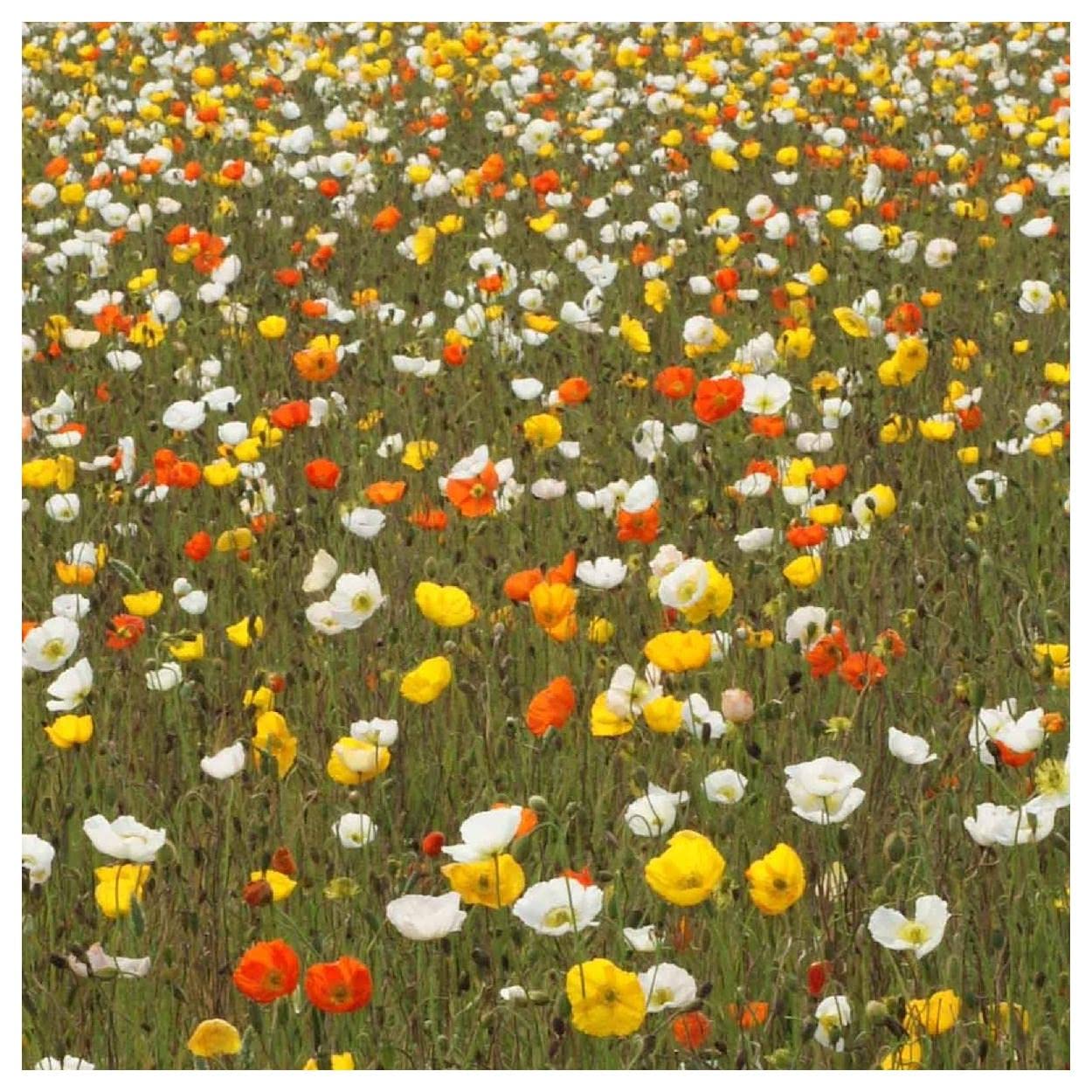 Everwilde Farms - 2000 Iceland Poppy Native Wildflower Seeds (Papaver nudicaule) - Gold Vault Jumbo Seed Packet for Gardening, Landscaping & Pollinator Gardens