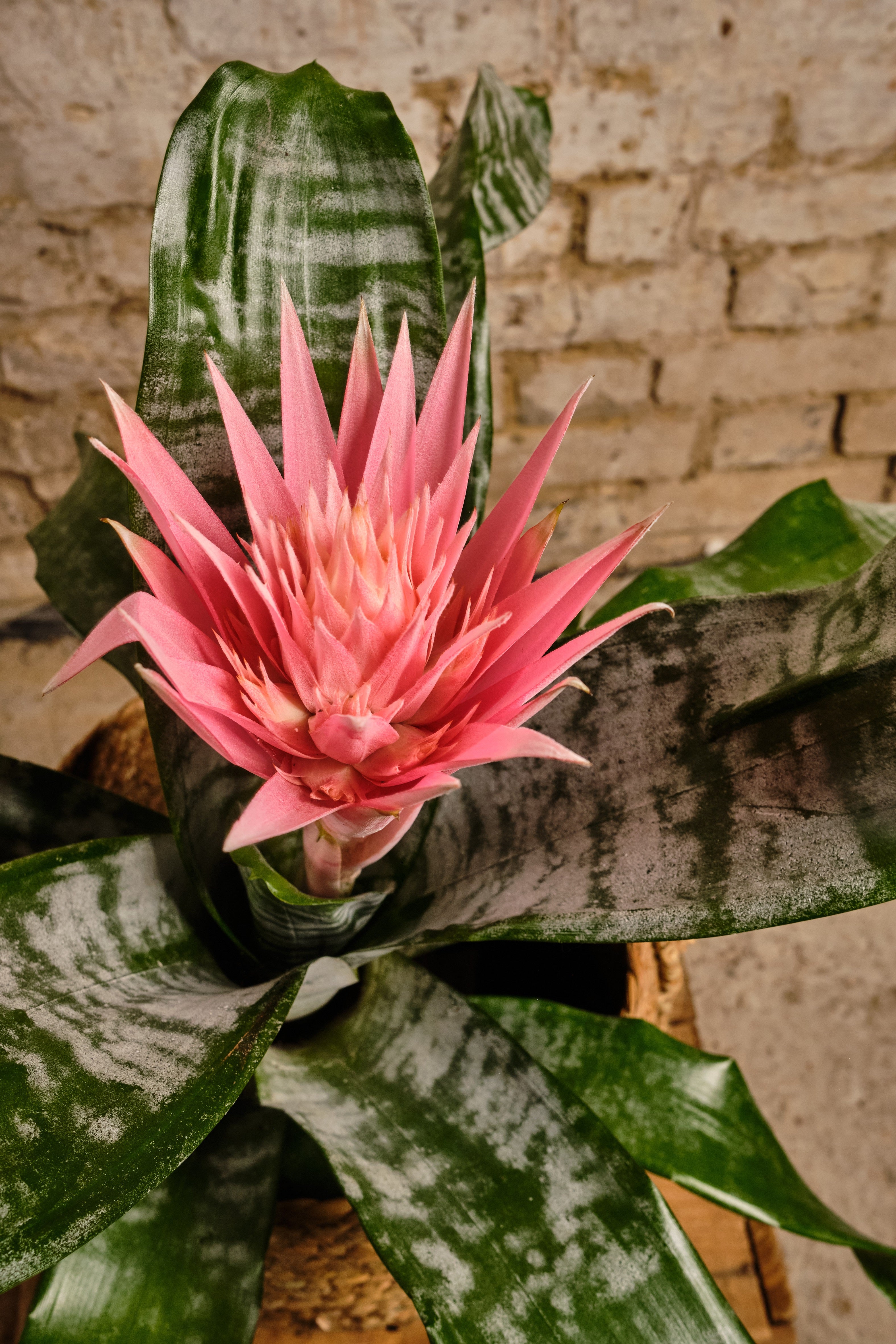 Aechmea Primera Bromeliad Plant - Exotic Indoor Houseplant for Home & Office Decor | Perfect for Living Room, Bedroom, and Gift Giving